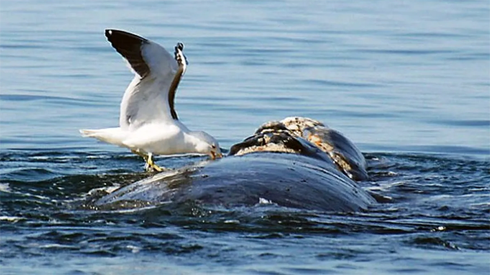 ballena, Cultura, gaviota, medioambiente, noticias