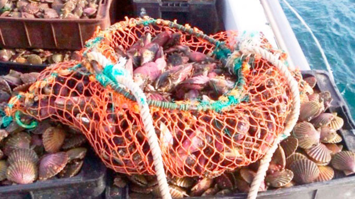 Dispusieron la veda de pescar moluscos en Bahía Camarones