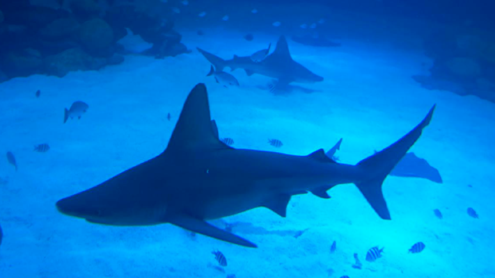 Murió atacada por un tiburón mientras practicaba remo en Bahamas