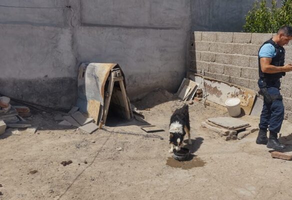 Maltrato animal: Fueron rescatados tres perros