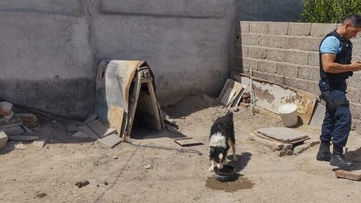 Maltrato animal: Fueron rescatados tres perros
