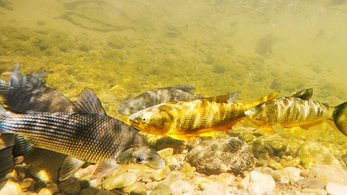 Estudian cómo recuperar tres especies de peces en Salta