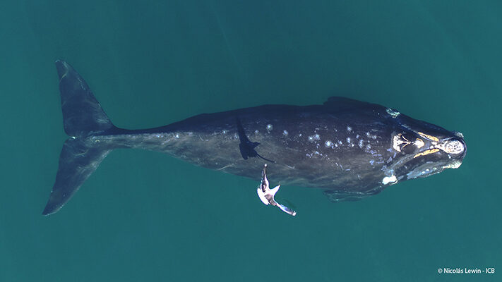 ballenas, CIENCIA, gaviotas, icb, medioambiente, noticias