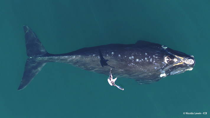 Peligran las crías de ballenas por el acoso de las gaviotas