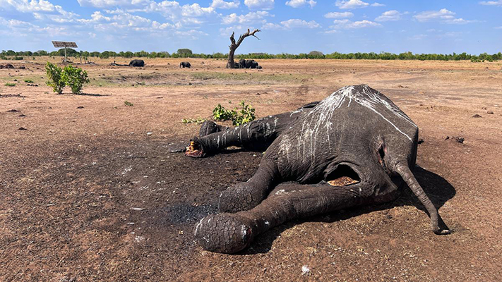Siguen muriendo elefantes por la sequía en África