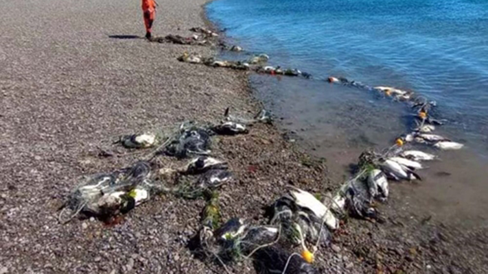Mueren más de cien pingüinos atrapados en redes de pesca