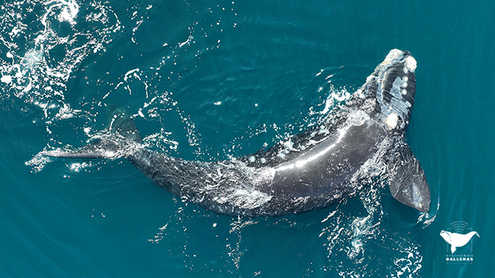 El ICB monitorea en tiempo real a 16 ballenas francas