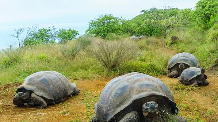 Liberaron a casi 100 tortugas gigantes en las Islas Galápagos