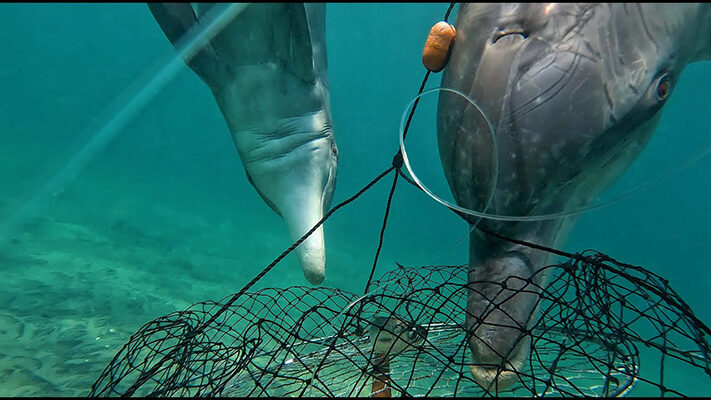 CIENCIA, delfines, medioambiente, noticias