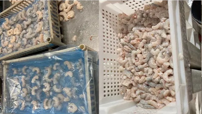 Decomisan 5 toneladas de langostinos de una planta pesquera clandestina