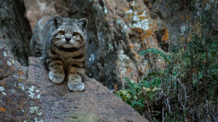 En peligro de extinción: encontraron un gato andino en Neuquén