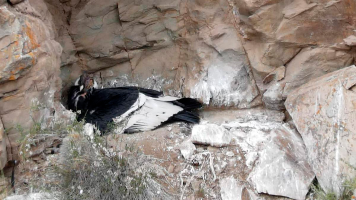 Nació un cóndor andino en el Parque Provincial Tupungato