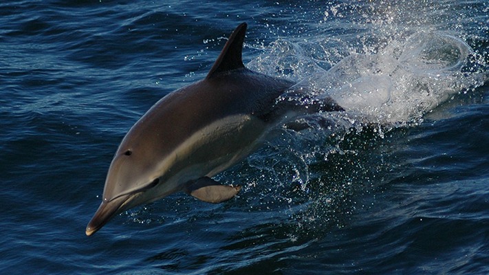 ¿Cuántos delfines viven en el Golfo Nuevo frente a Madryn?