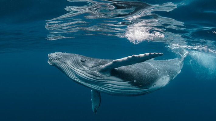 ballena, CIENCIA, jorobada, medioambiente, noticias