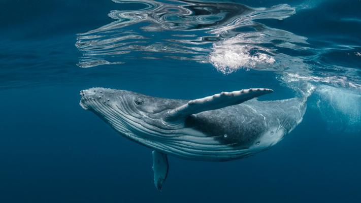 Consiguen mantener una conversación con una ballena