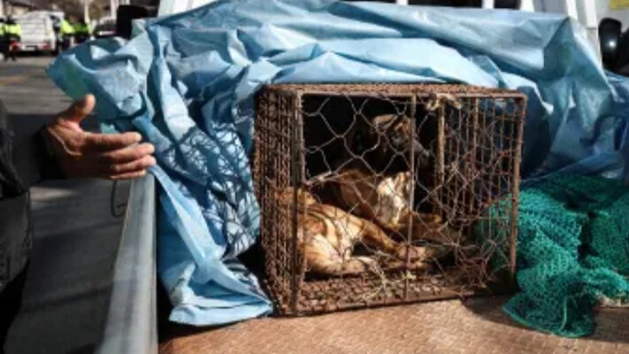 Etiquetas: carne de perro, COREA DEL SUR, medioambiente, noticias