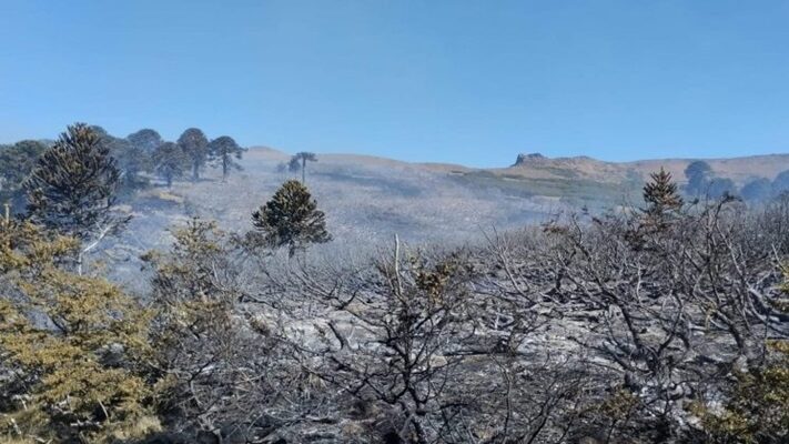 aluminé, Bosque nativo, incendio forestal, PARQUE NACIONAL LANIN, Sistema de Manejo del Fuego de Neuquén