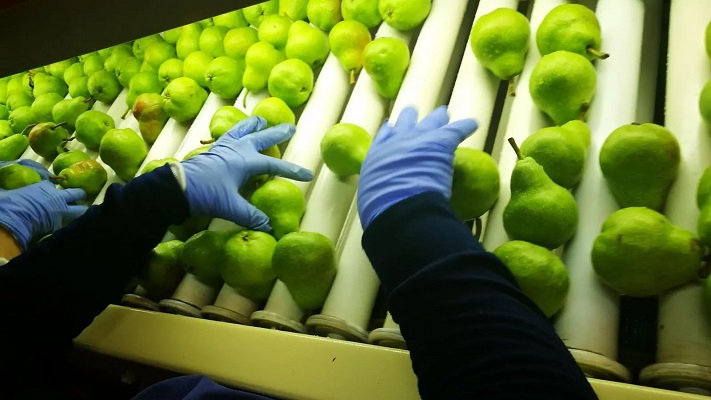 Comienza la cosecha de peras y manzanas en Río Negro
