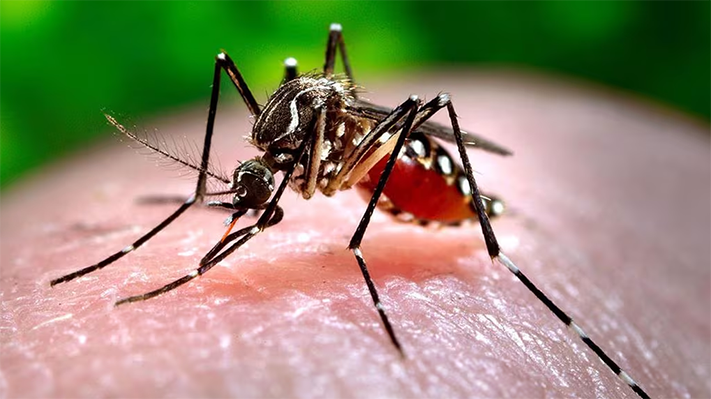 CIENCIA, enfermedades virales, mosquitos