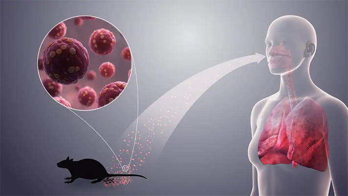 hantavirus, noticias, salud