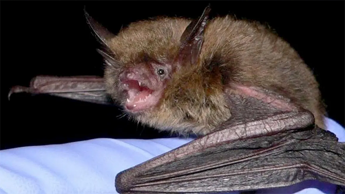 Alerta por los casos de rabia en murciélagos en Esquel