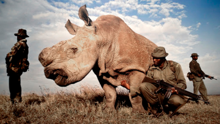 Creció la caza furtiva de rinocerontes en Sudáfrica con casi 500 ejemplares muertos