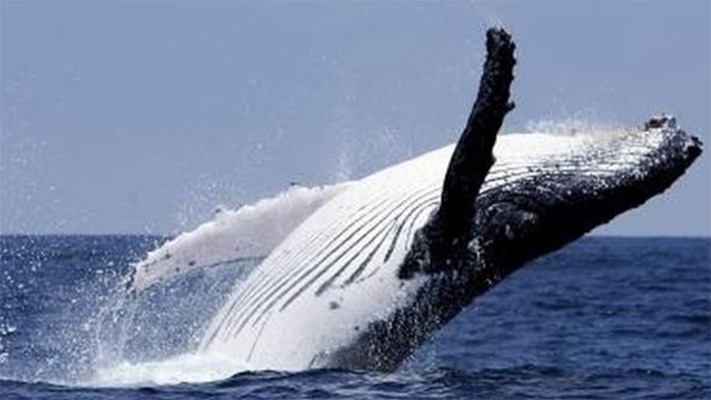 Cómo se recuperó la población de ballenas jorobadas mundial