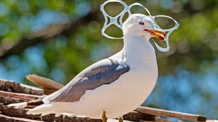 CIENCIA, contaminación, gaviotas, medioambiente, noticias, plásticos