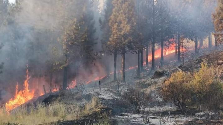 Otro incendio forestal intencional: se quema el campo de Mario Vargas