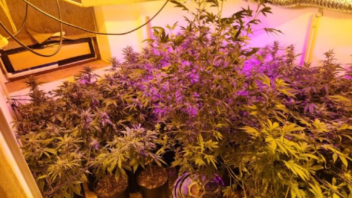 Encontraron 90 plantas de marihuana en dos allanamientos en Ushuaia
