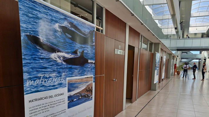 Instalaron en la Legislatura una muestra sobre las Orcas de Península Valdés