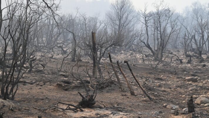 chubut, cordillera, denuncia, fuego, los alerces, MILLONES, recompensa