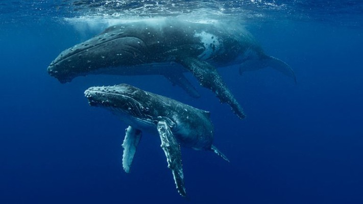 Científicos daneses descubren cómo cantan las ballenas