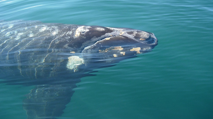 ¿Cómo pueden afectar los micro plásticos a las ballenas?