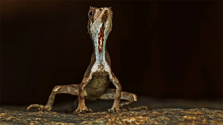 Descubren un pequeño dragón