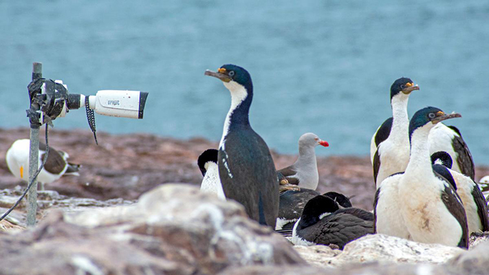 Sonría a la cámara, pingüino