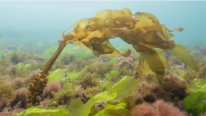 Las algas de Puerto Madryn, un tema que necesita solución