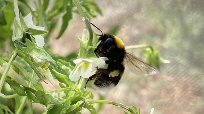 ¿Pueden las plantas prescindir de sus polinizadores?