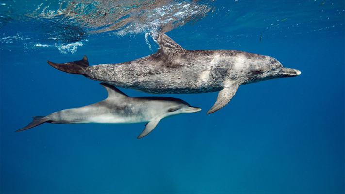 Las madres delfines utilizan lenguaje infantil con sus crías