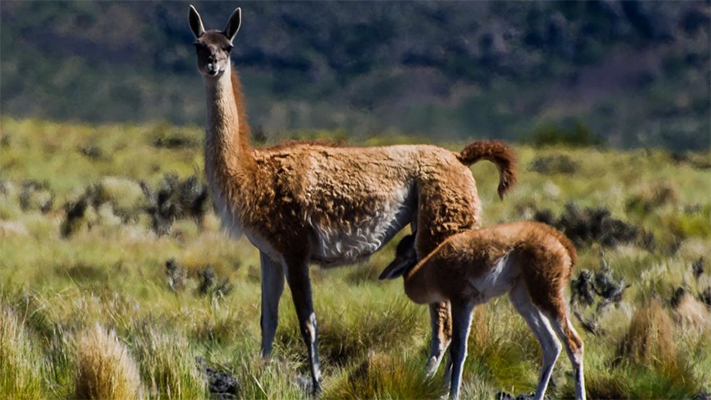 Ganaderos patagónicos acusan superpoblación de guanacos y piden faenarlos