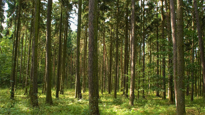 La ONU premió tres proyectos ambientales argentinos