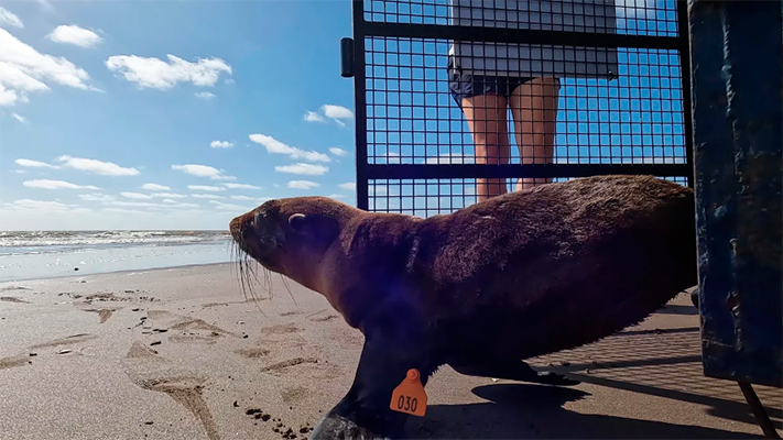 Rescataron a un lobo marino herido en una red de pesca