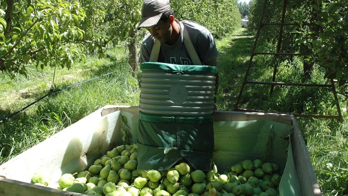 Esta semana se exportarán 600 mil toneladas de peras y manzanas rionegrinas