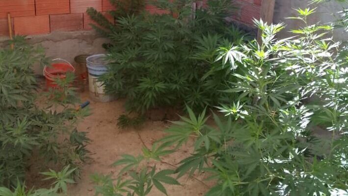 Golpeó a su pareja y cuando llegó la policía encontró el patio de la casa lleno de plantas de marihuana