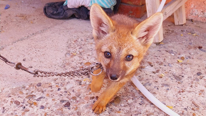 Rescataron a una zorrita de tres meses encadenada en Madryn