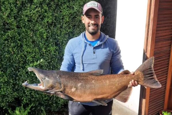 Carrenleufú: el actual campeón pescó un salmón de 12,5kg