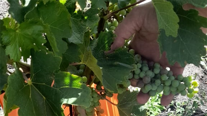 Argentina Sostenible, chubut, coviar, Guía de Sostenibilidad Vitivinícola, producción, Programa, PYME, vino, vitivinicultura