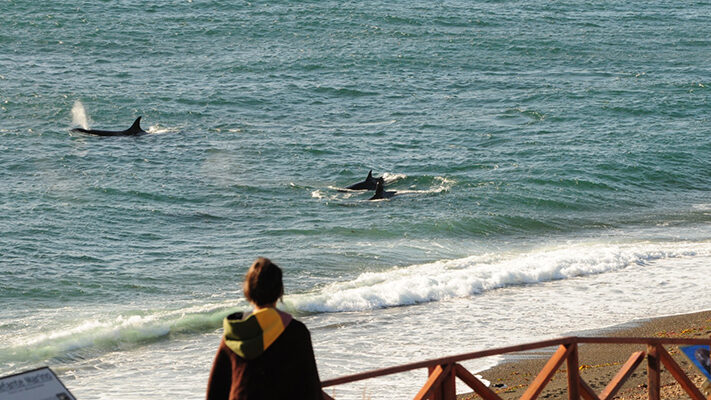 Área Natural Protegida, chubut, conservación, Día Provincial de las Orcas, guardafaunas, LANZAMIENTO, orcas, peninsula valdes, Punta Norte, Temporada de Orcas, turismo