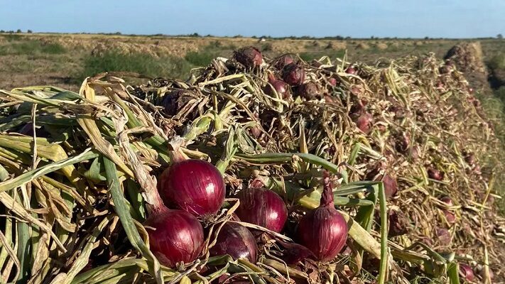 cebolla, CORFO