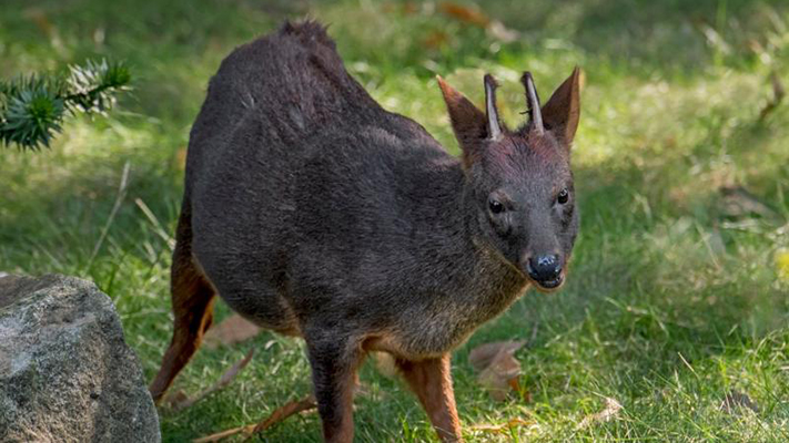 En Perú hallaron una nueva especie de mamífero